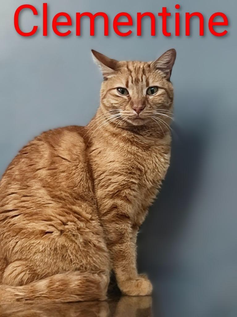 Clementine