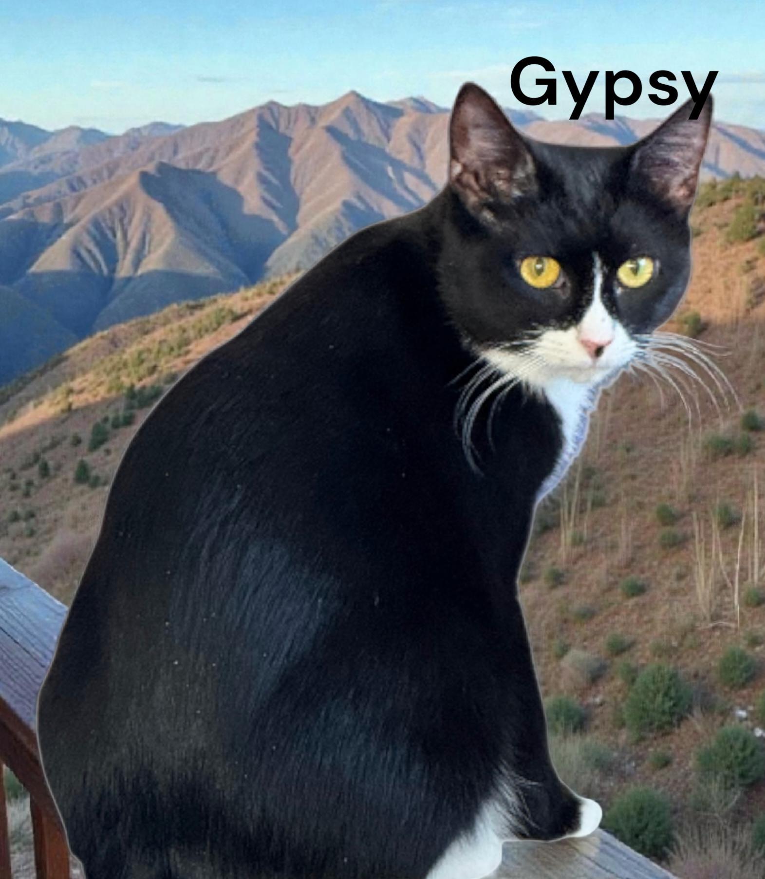 Gypsy