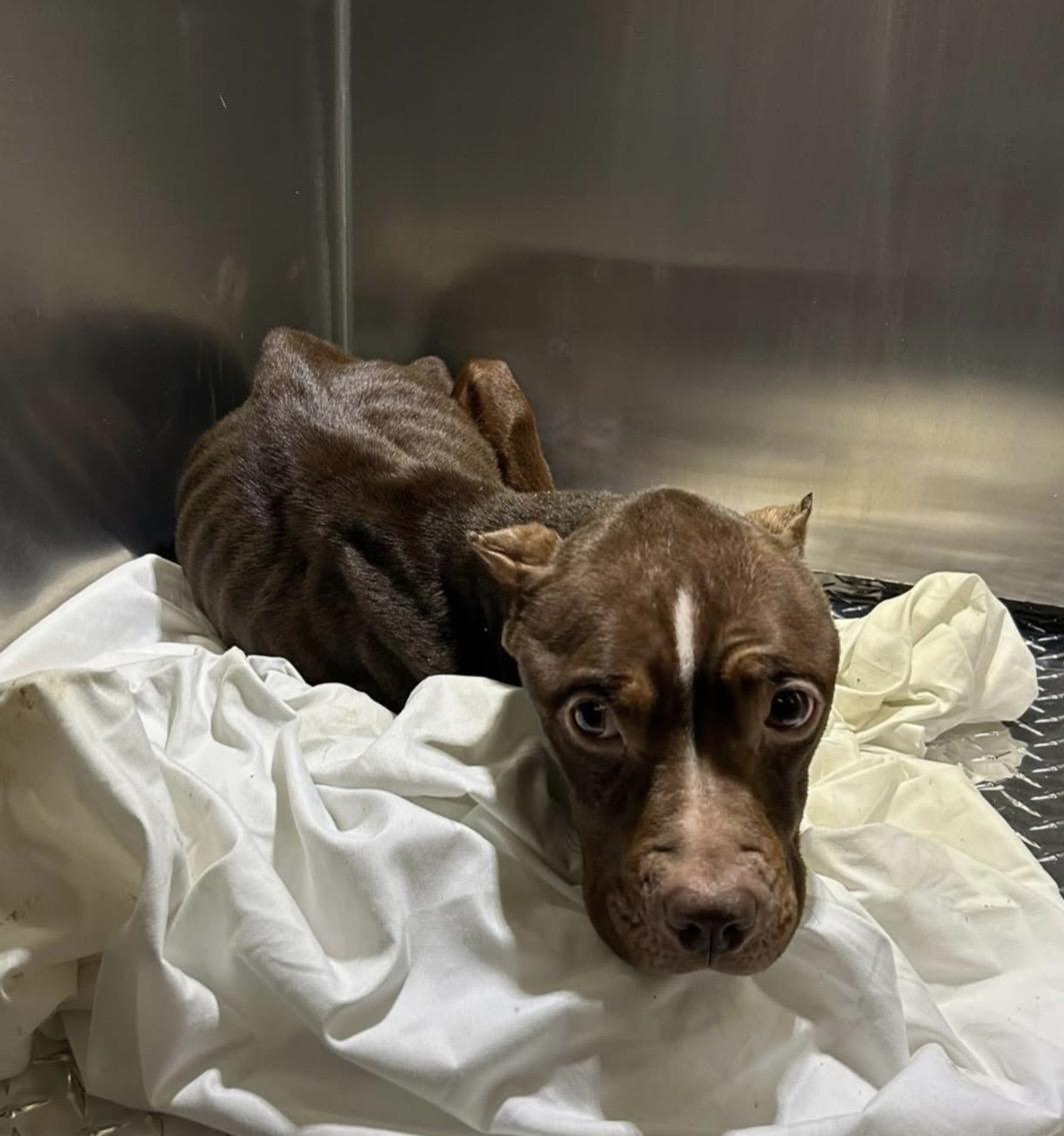 Willow She Didn’t Deserve