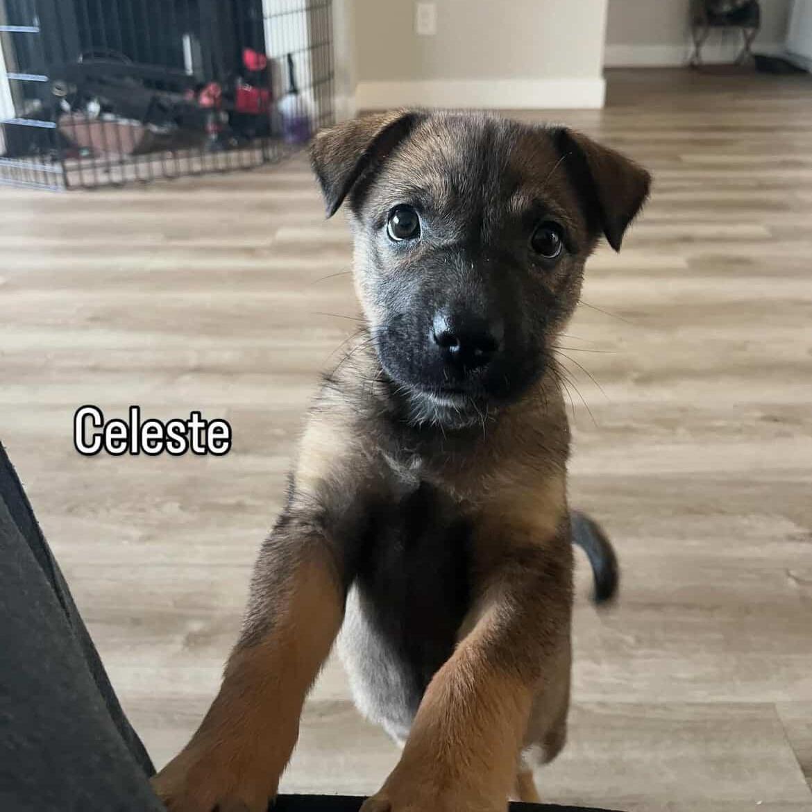 Celeste~ Sable Sweetheart