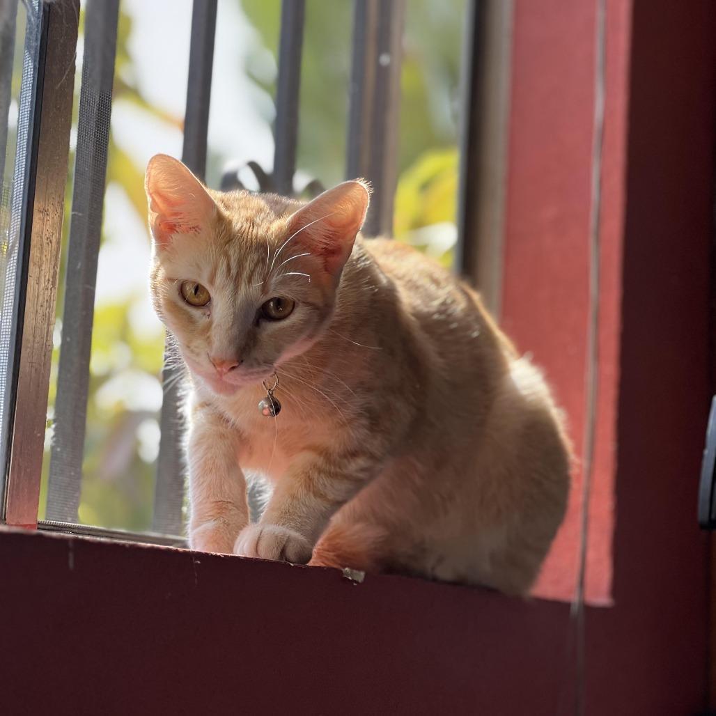 An adult small-sized female Orange / Red Domestic Short Hair cat named Amber for adoption in Los Angeles, CA