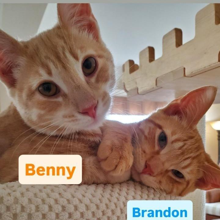 Benny & Brandon photo 1