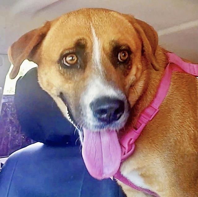 An adult large-sized female Retriever dog named Ellie for adoption in Longview, TX
