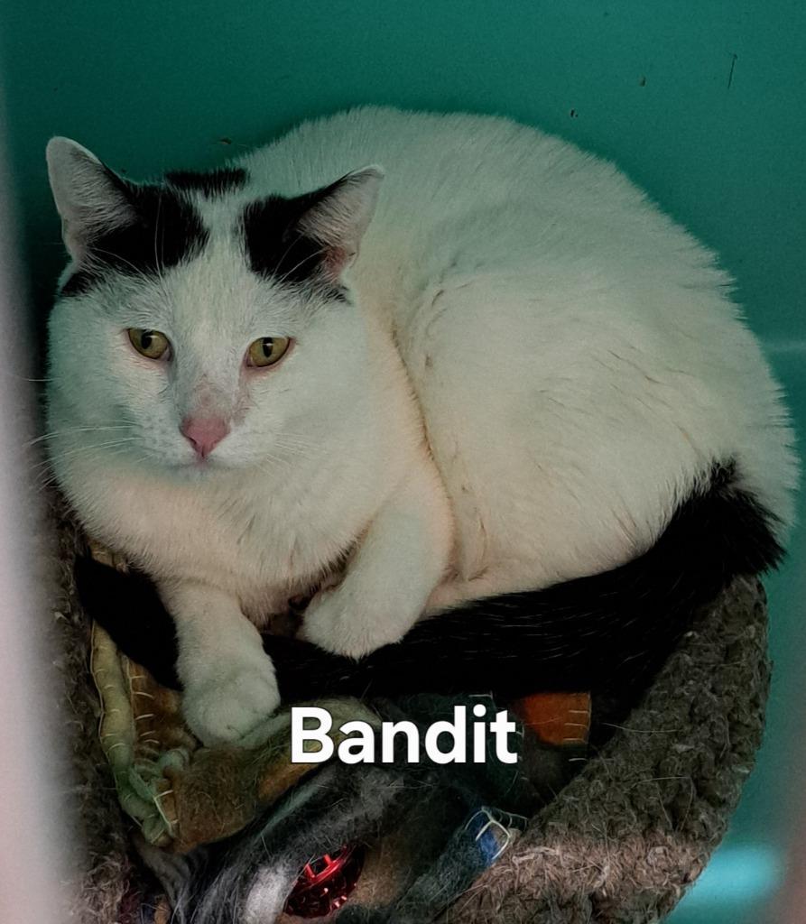 Bandit