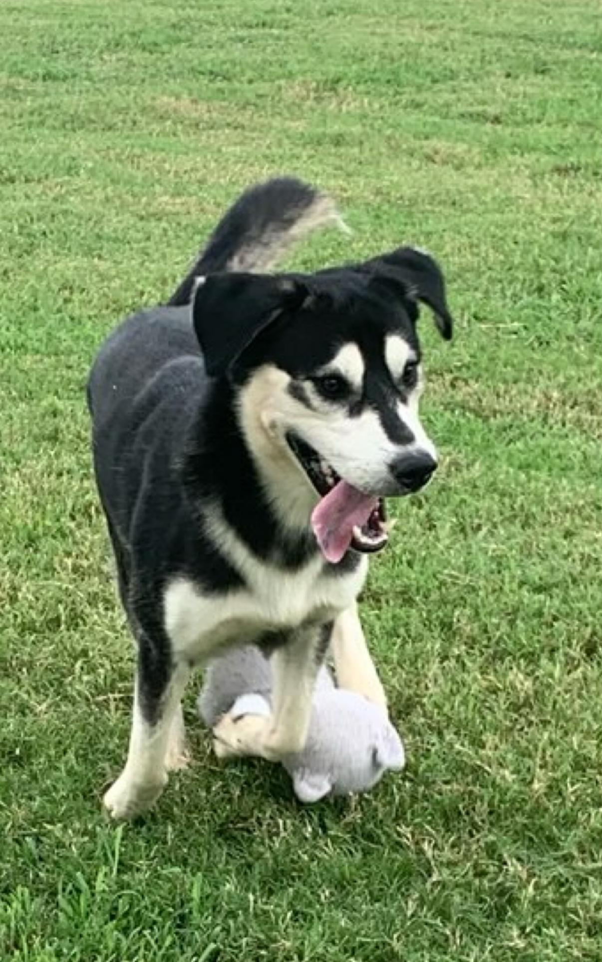 An adult medium-sized male Siberian Husky dog named Wiggles for adoption in Sumter, SC