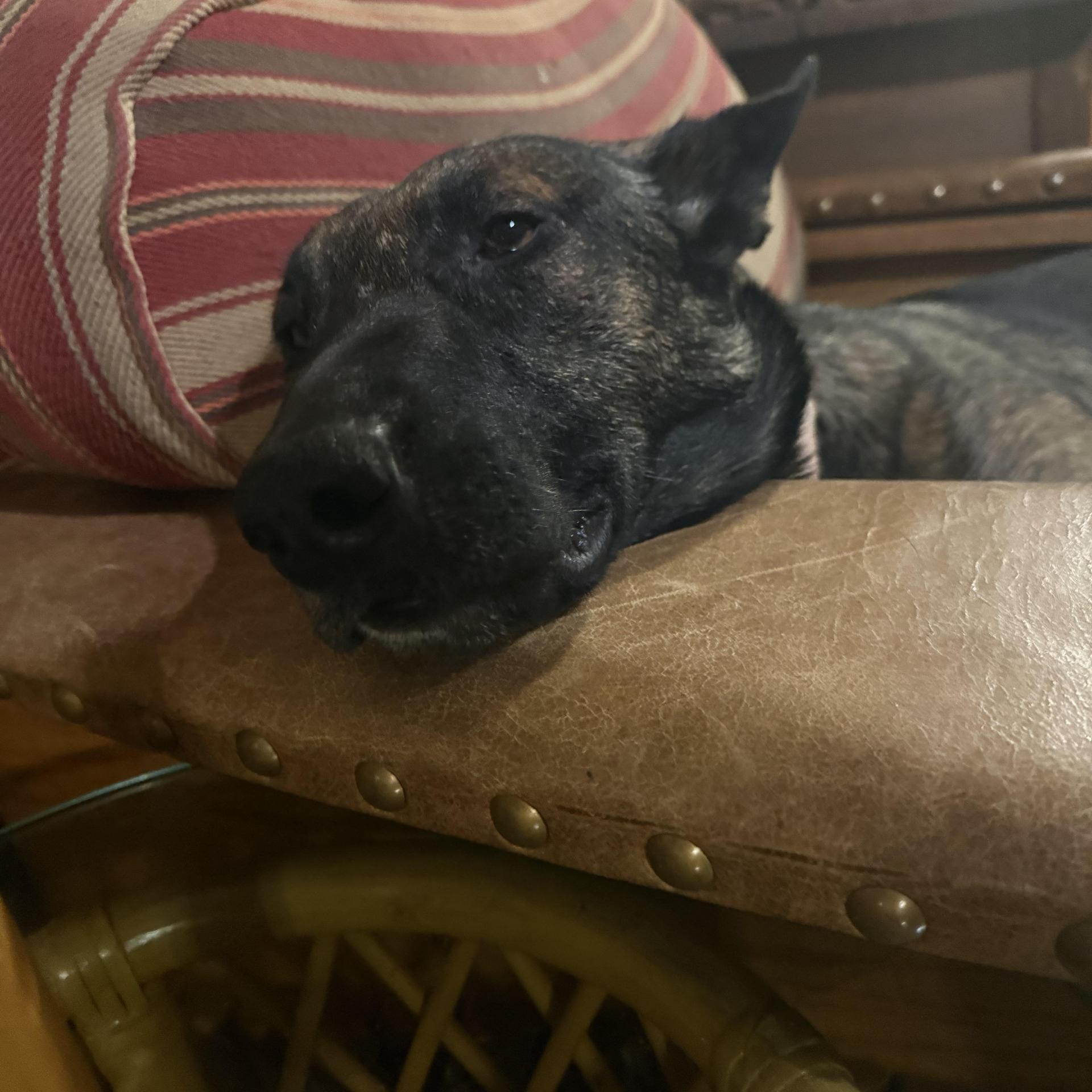 An adult medium-sized female Belgian Shepherd / Malinois dog named Daisy Duke for adoption in Holly Springs, MS