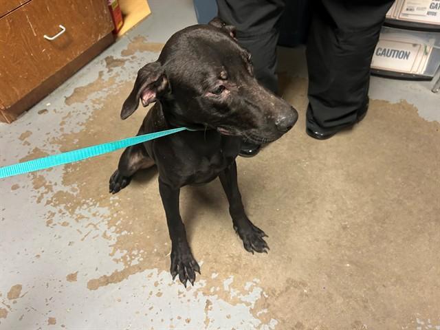 A young medium-sized female Labrador Retriever dog named Parker for adoption in Ocala, FL