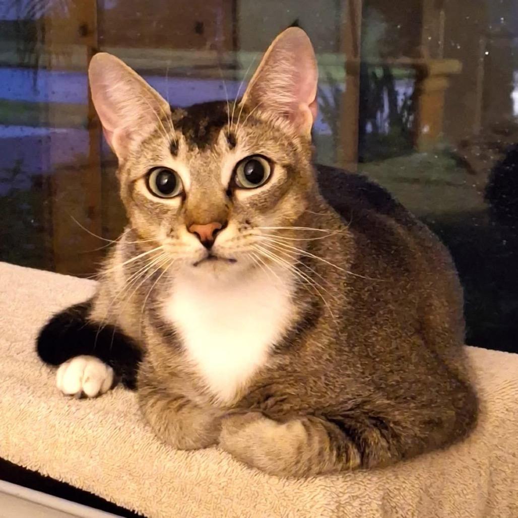 Ginger Spice photo 1