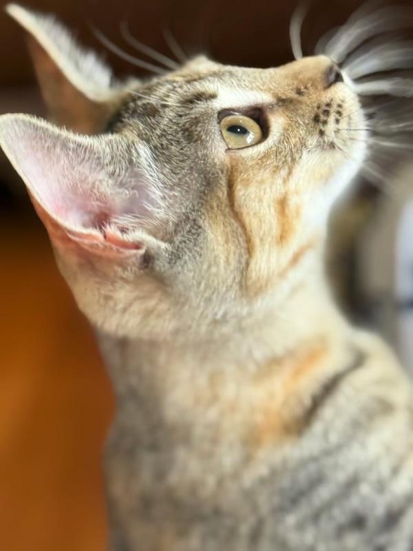 A young small-sized female Domestic Short Hair cat named Tater Tot for adoption in North Babylon, NY