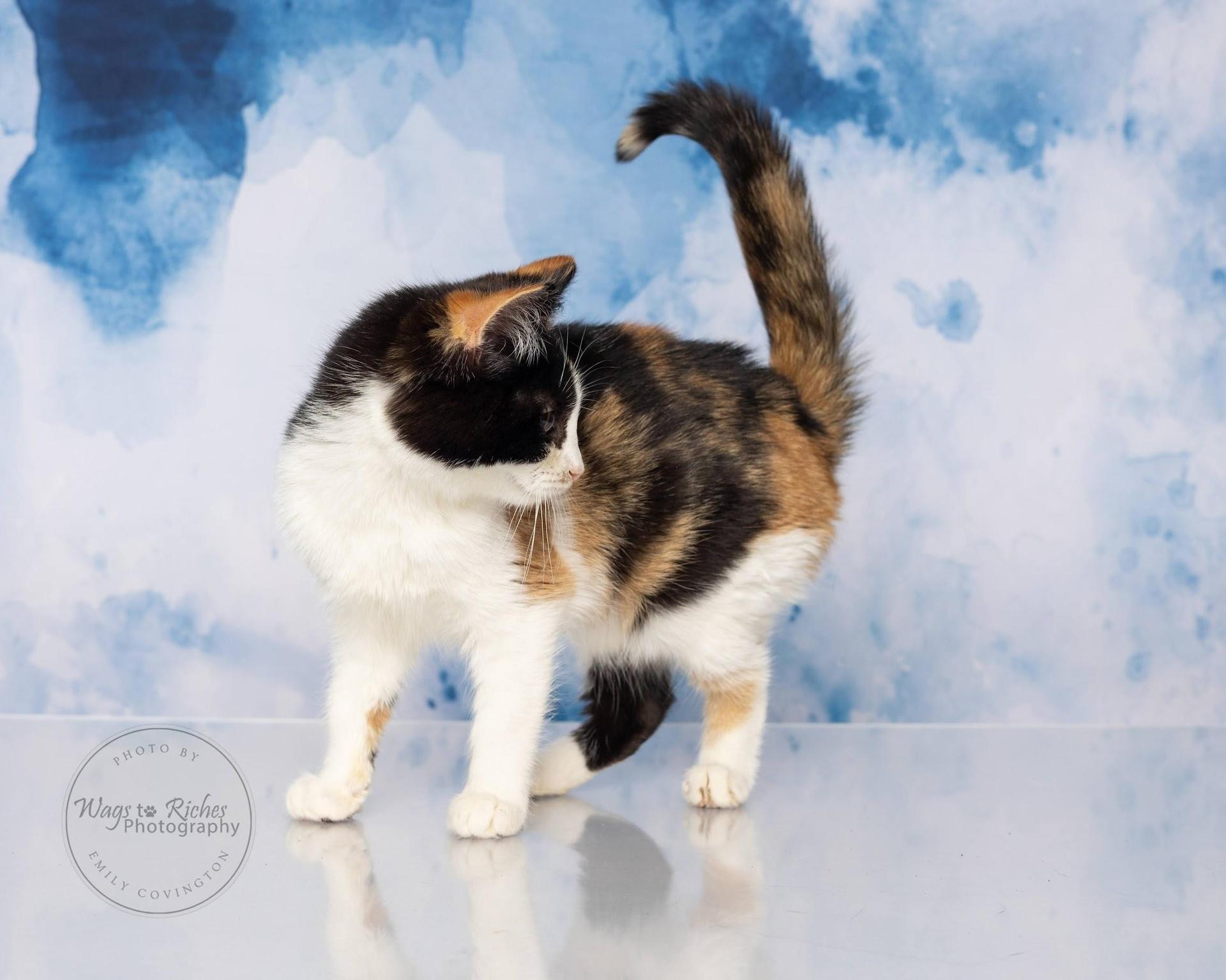 A baby medium-sized female Calico cat named Ethel for adoption in Tuscaloosa, AL