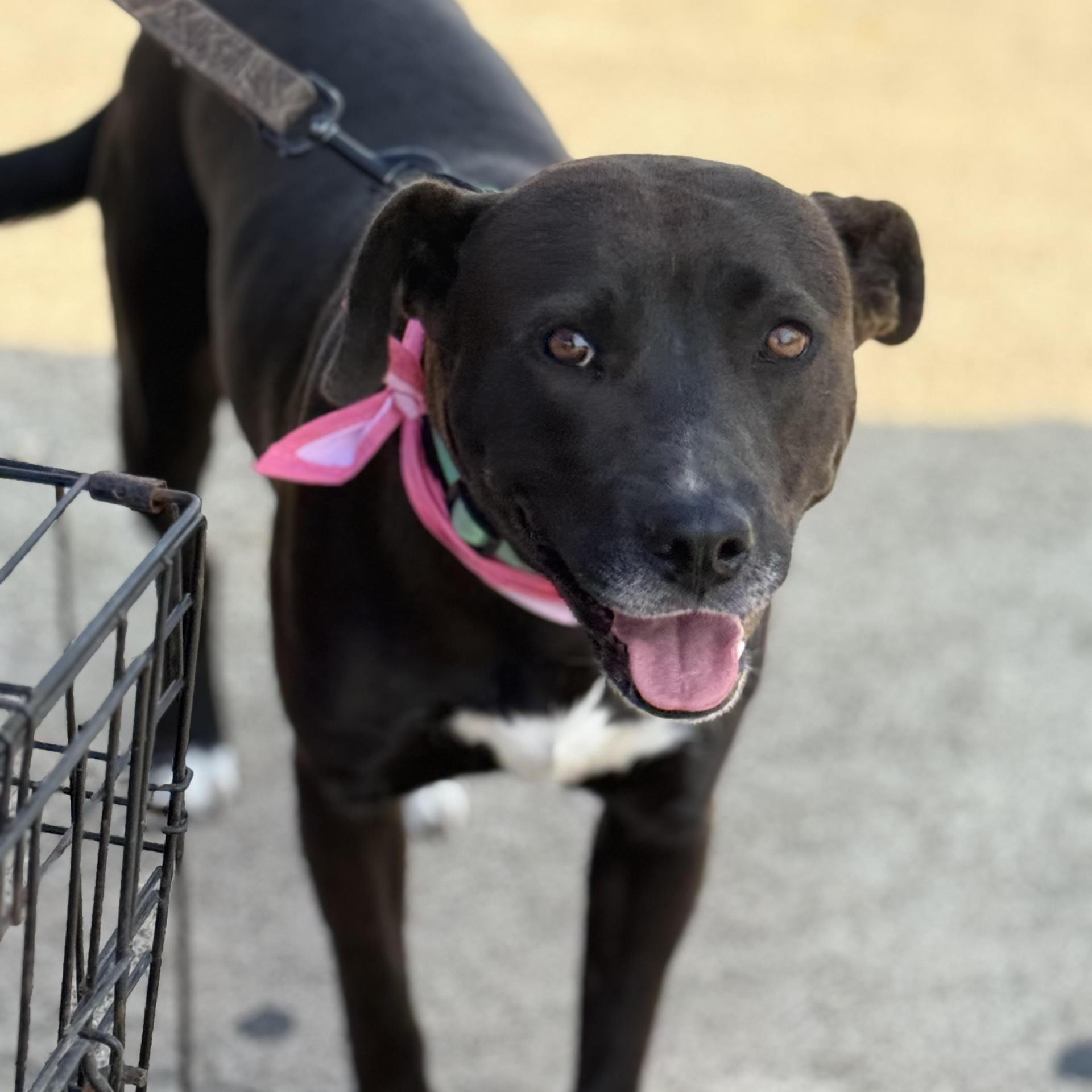An adult medium-sized female Black Labrador Retriever dog named Maggie for adoption in Queen City, TX