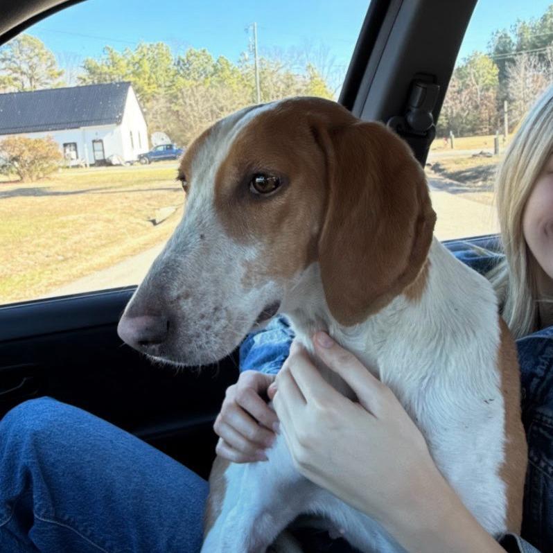 A young small-sized female Red / Chestnut / Orange Treeing Walker Coonhound dog named Sadie for adoption in Sherwood, OR