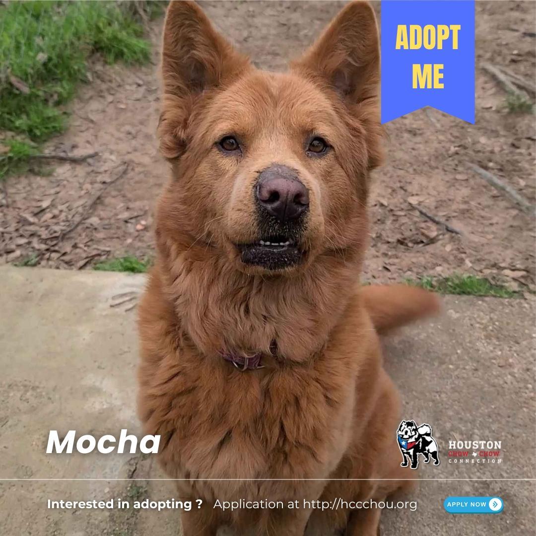 An adult medium-sized female Red / Chestnut / Orange Australian Shepherd dog named Mocha for adoption in Houston, TX