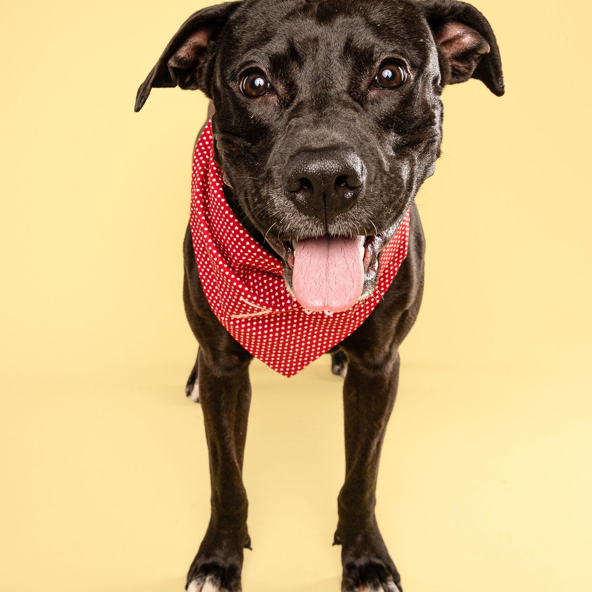An adult medium-sized female Black Pit Bull Terrier dog named Zara for adoption in Spring, TX