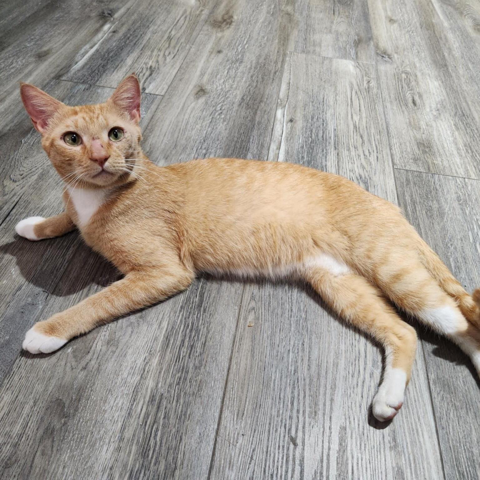 A young medium-sized male Orange & White Domestic Short Hair cat named Better Bob for adoption in FORT LAUDERDALE, FL