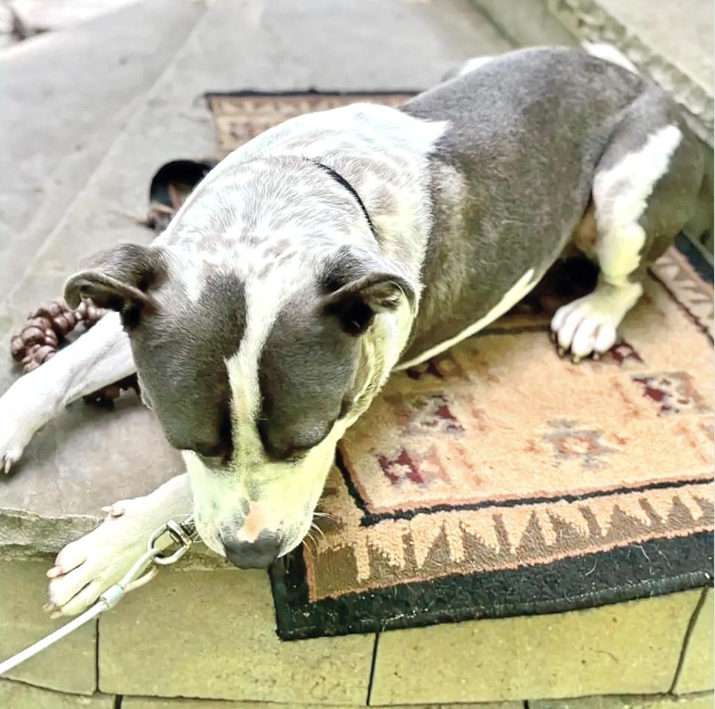 An adult medium-sized male Gray / Blue / Silver American Staffordshire Terrier dog named Kenny for adoption in Longview, TX