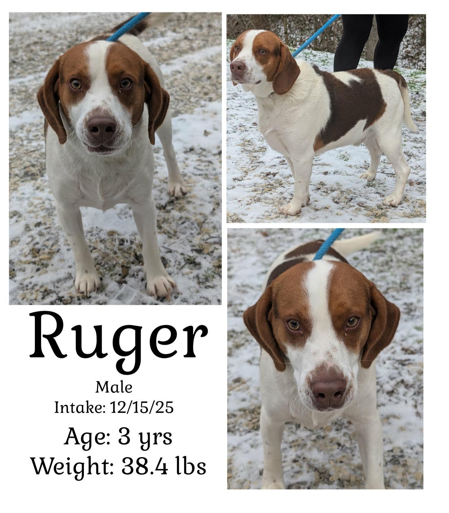 An adult medium-sized male Beagle dog named Ruger for adoption in Staffordsville, KY