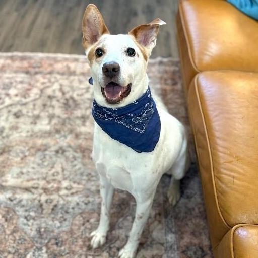 Ranchito Dorito The Most