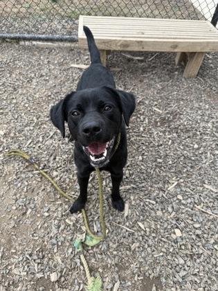 An adult large-sized male Mixed Breed dog named Sneaky for adoption in Atlanta, GA