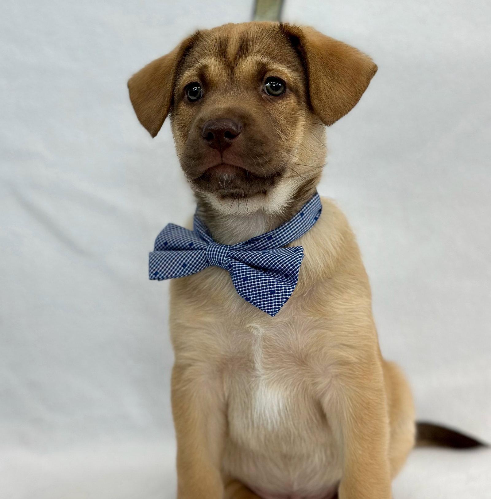 Punct: Exclamation Pt