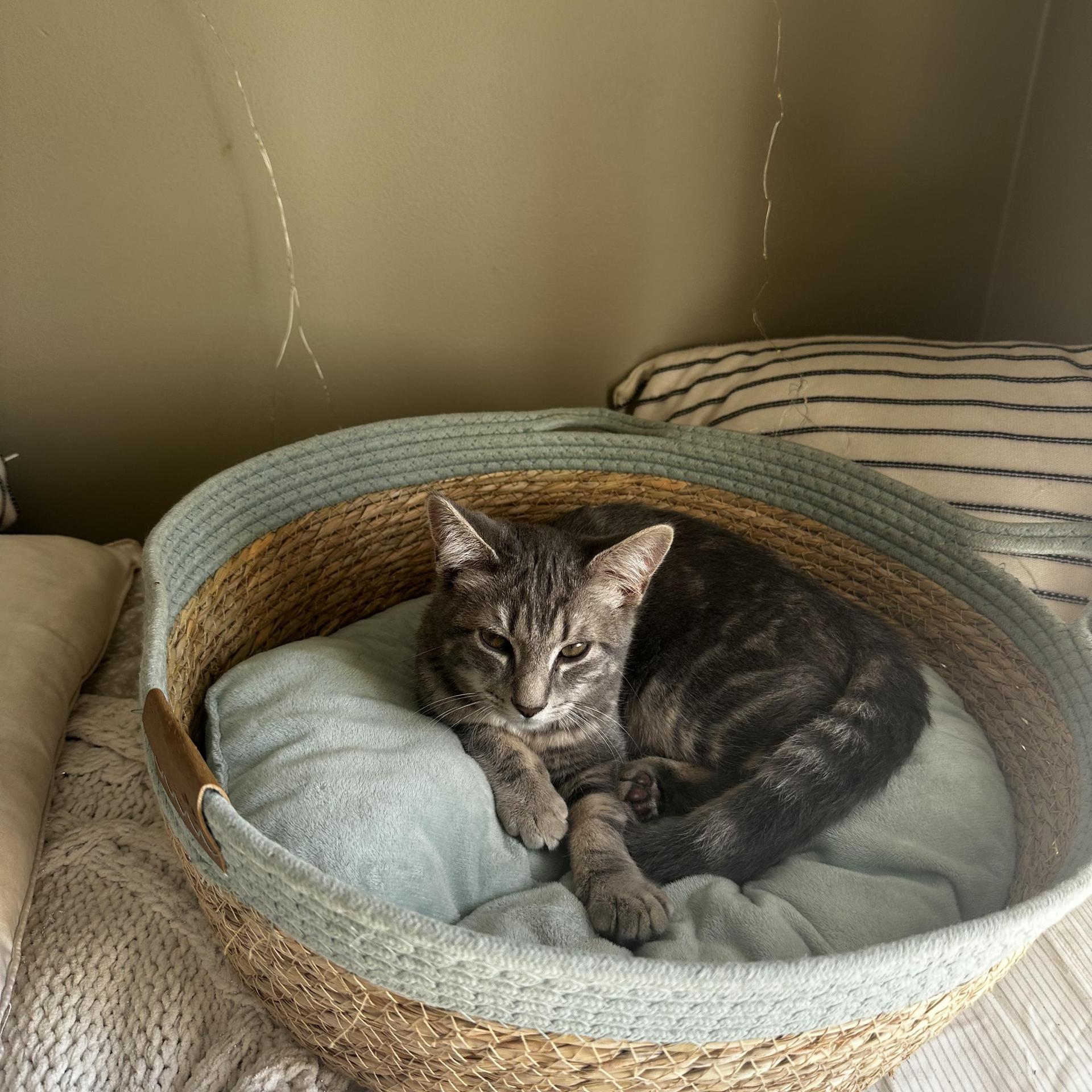 A baby medium-sized male Tabby (Gray / Blue / Silver) Domestic Short Hair cat named Tomato Bisque for adoption in Seneca, SC