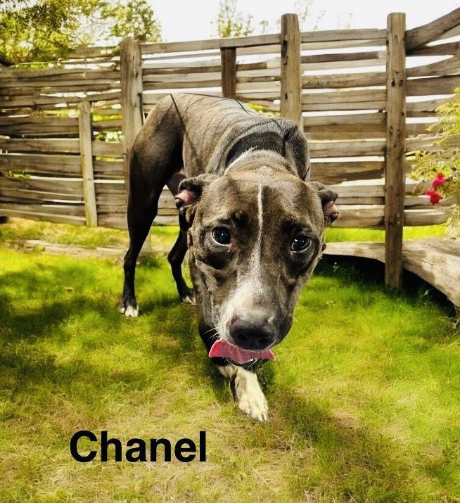 Chanel photo 1