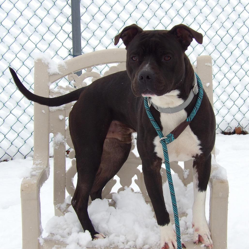 An adult medium-sized male Black Mixed Breed dog named Nabisco for adoption in Vineland, NJ