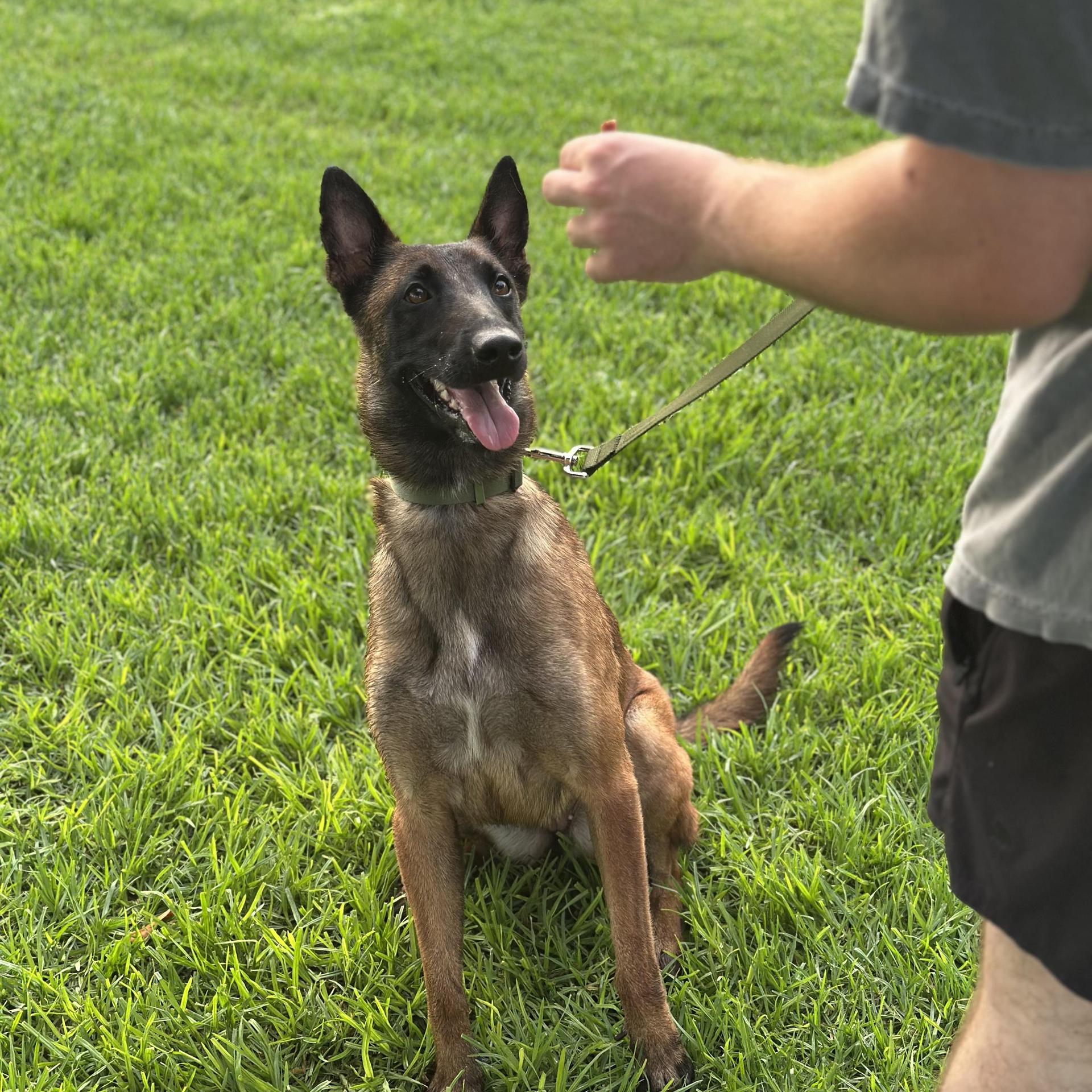 A young medium-sized female Brown / Chocolate Belgian Shepherd / Malinois dog named Montana for adoption in Trabuco Canyon, CA