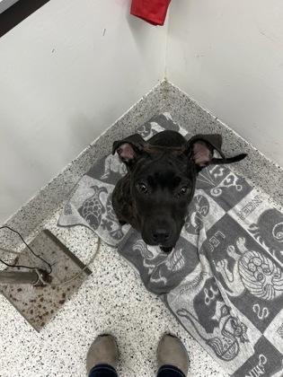 A baby small-sized male Mixed Breed dog named General Gap for adoption in Atlanta, GA