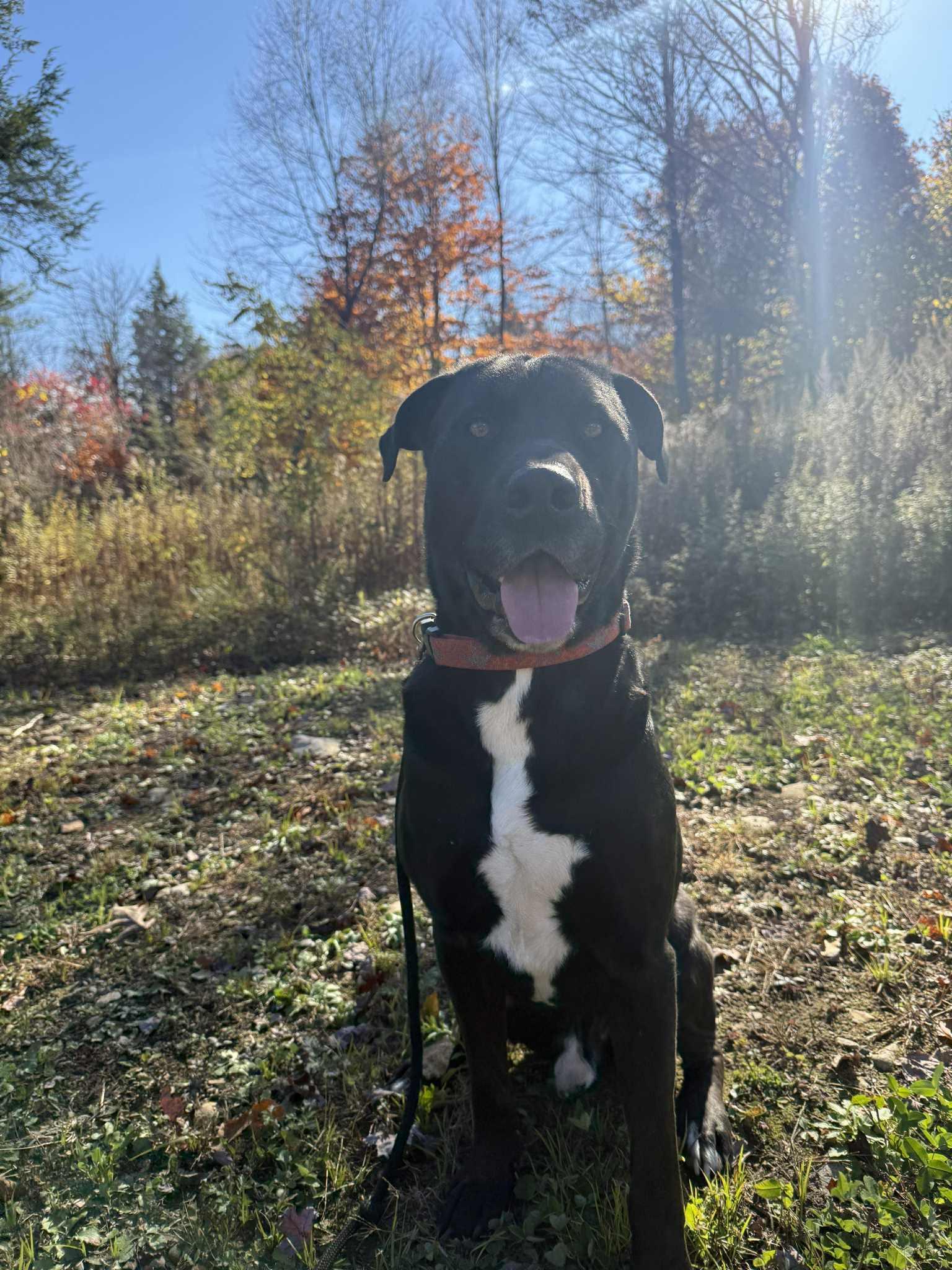 An adult large-sized male Bicolor Labrador Retriever dog named Cole for adoption in New York, NY