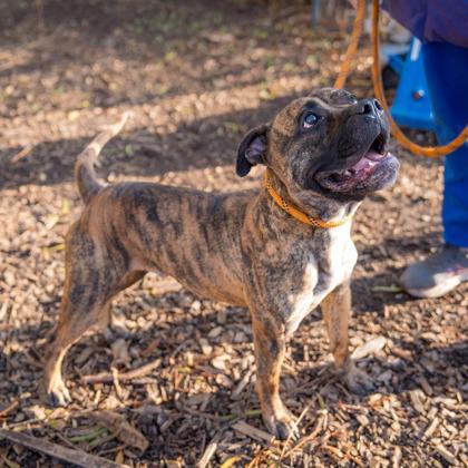 An adult medium-sized male Mixed Breed dog named Flynn for adoption in Chamblee, GA