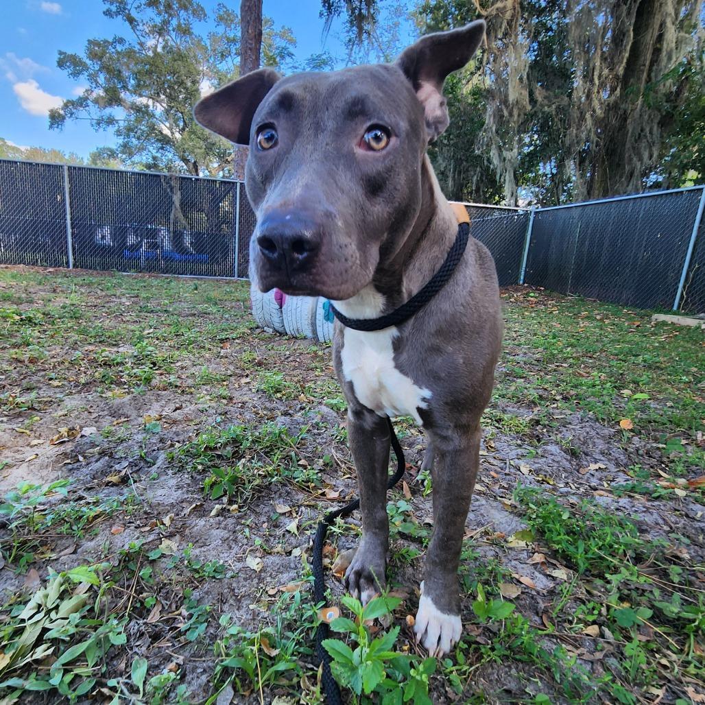 A young medium-sized male Gray / Blue / Silver Mixed Breed dog named Rye for adoption in Gainesville, FL