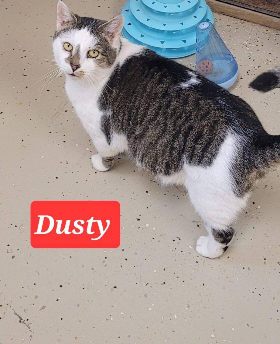 Dusty