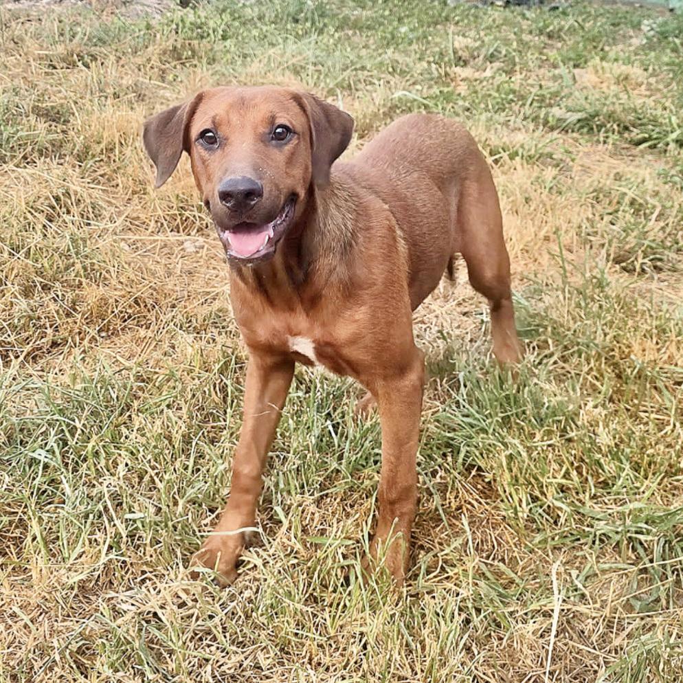 Yogi