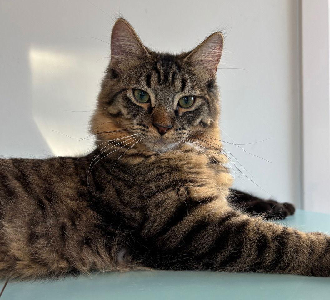 A young small-sized male Domestic Long Hair cat named Lafayette C for adoption in minneapolis, MN