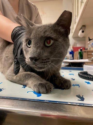 An adult small-sized male Russian Blue cat named A for adoption in Austin, TX