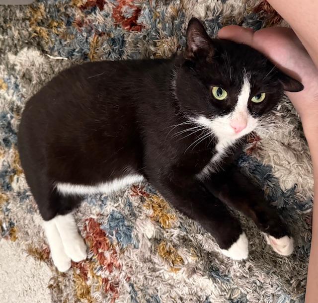 A young small-sized male Black & White / Tuxedo Tuxedo cat named Goya And Whistler for adoption in New York, NY