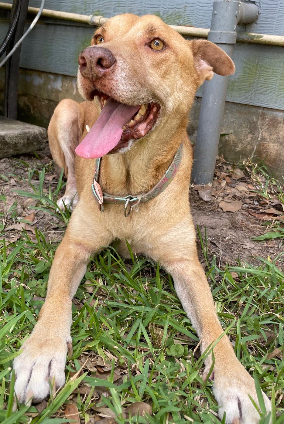 An adult large-sized male Apricot / Beige Labrador Retriever dog named Lucky for adoption in Spring, TX