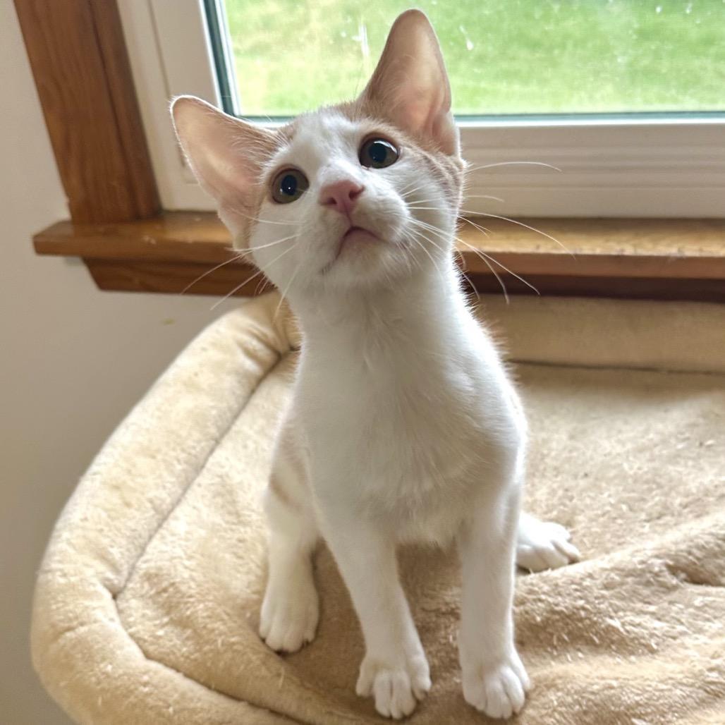 Cypress Gateway Arch_