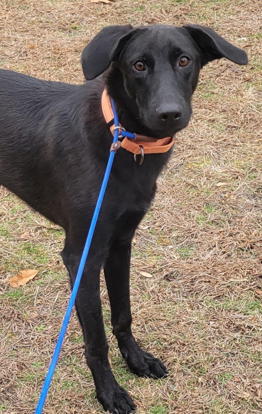 A young medium-sized male Labrador Retriever dog named Smoke for adoption in Elwood, NJ