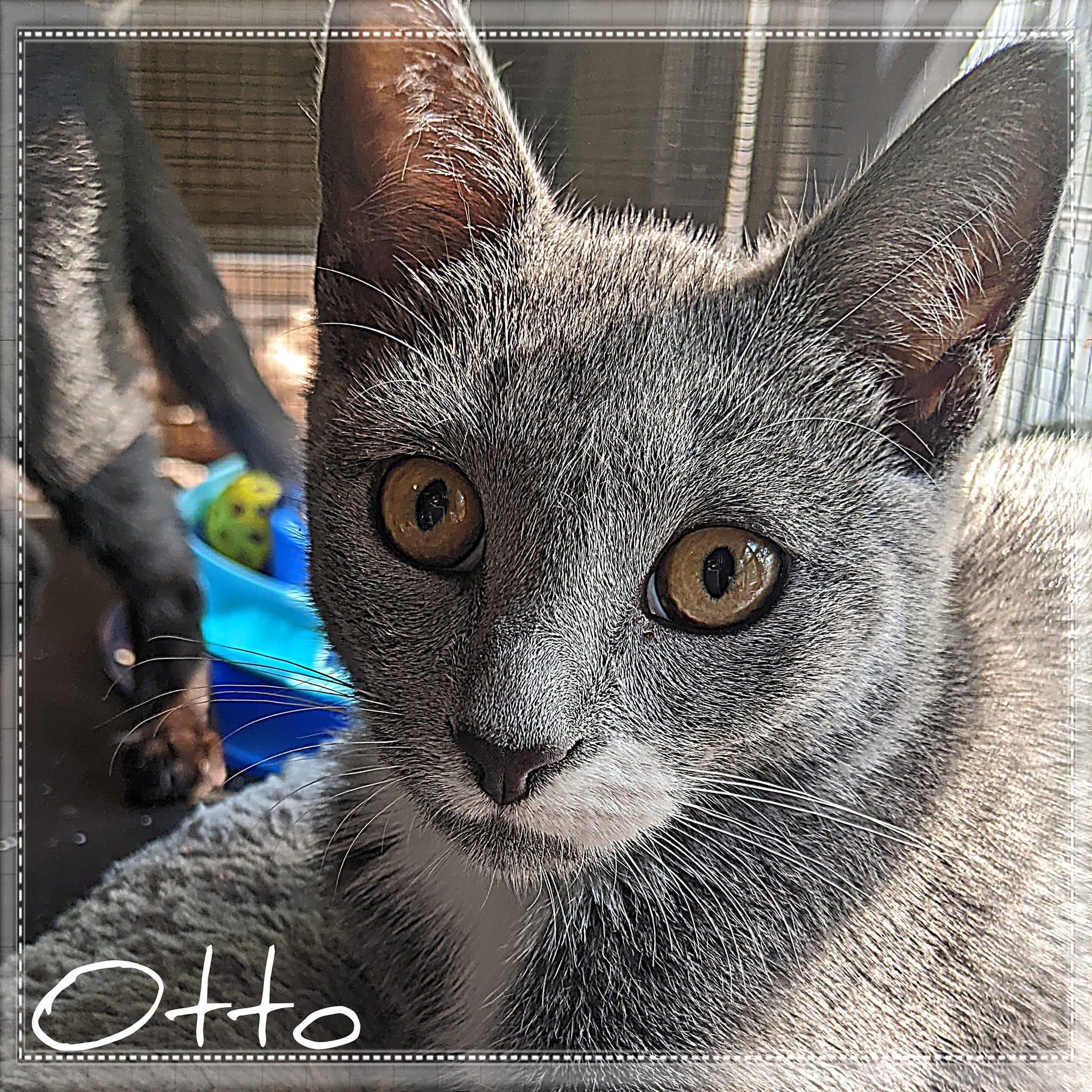 Otto