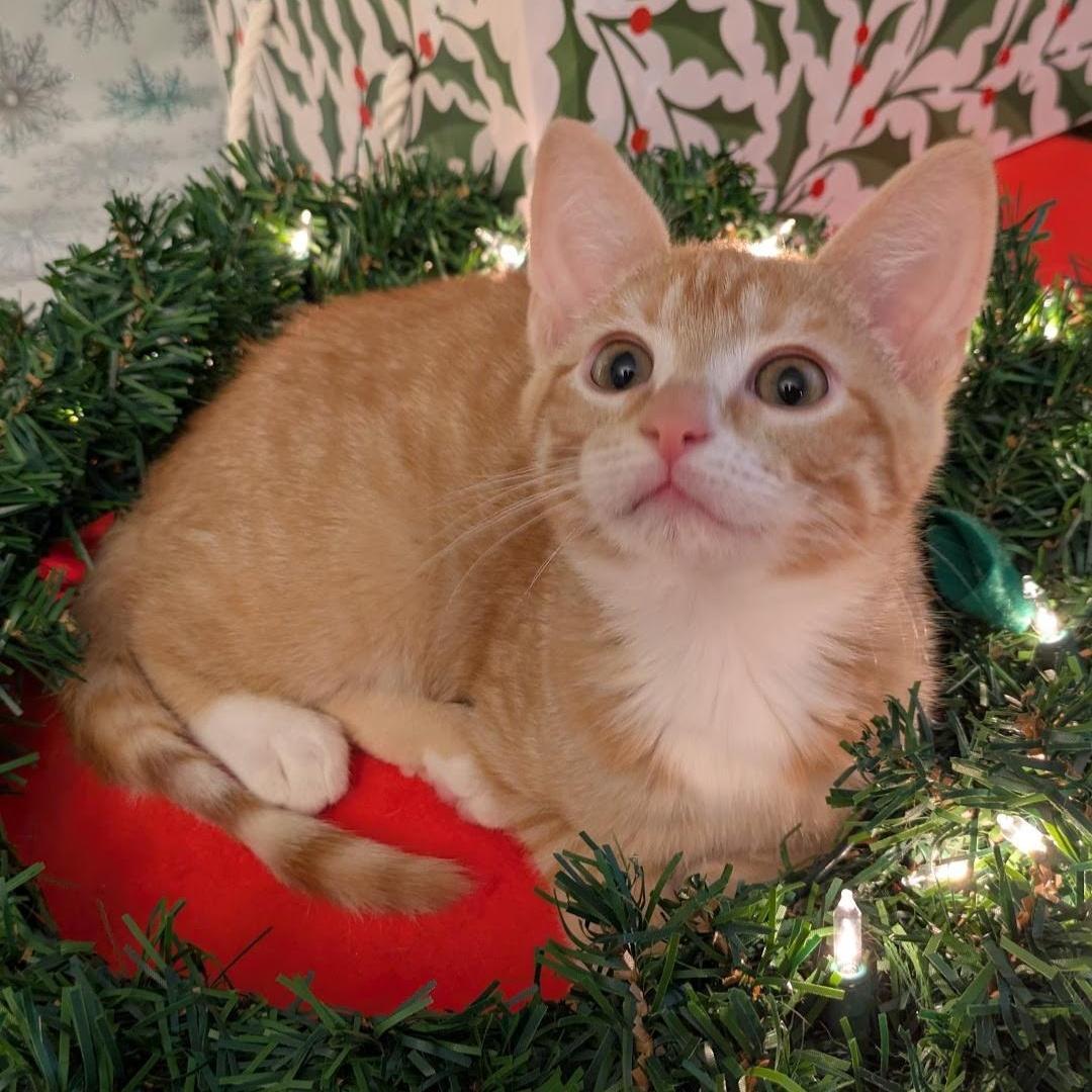 Julietta & Quico Bonded