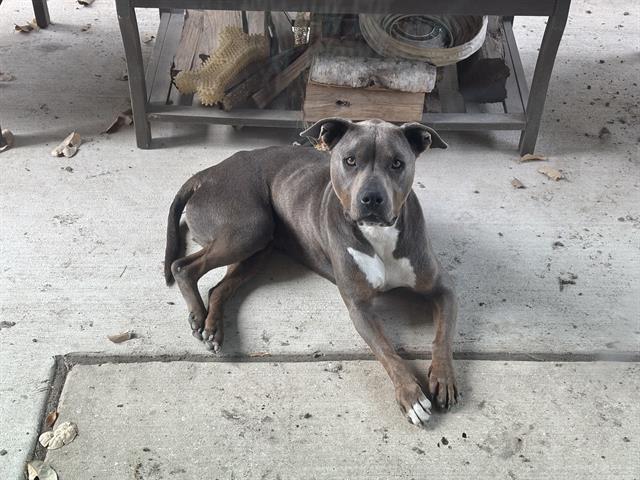 An adult large-sized male American Staffordshire Terrier dog named Zeus for adoption in San Antonio, TX