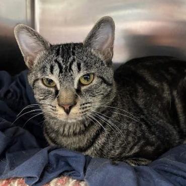 Cypress – A Quiet photo 1