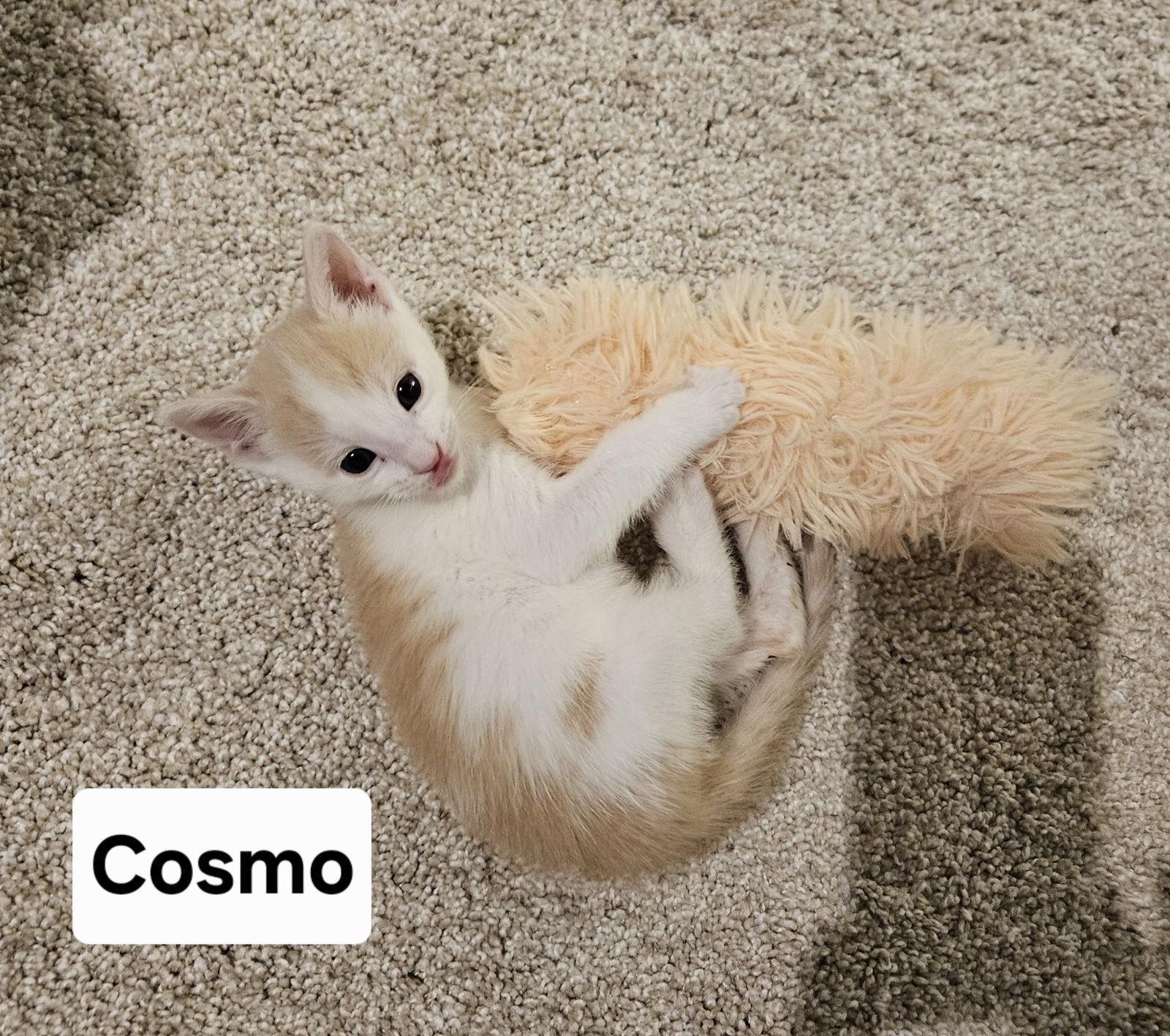 Cosmo