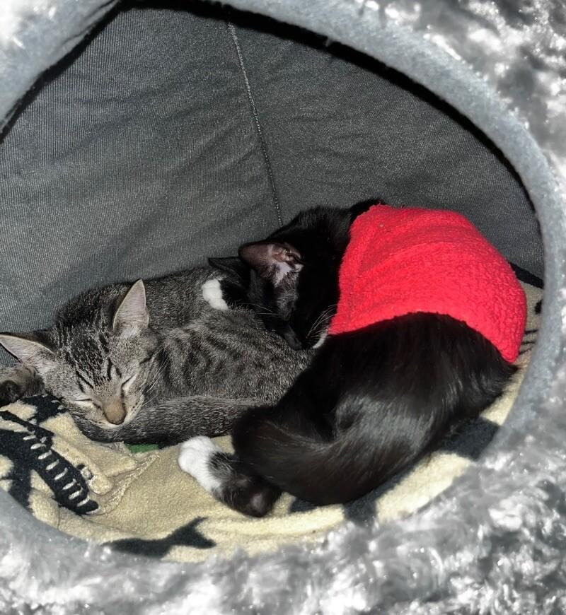 Blueberry Muffin Bonded With