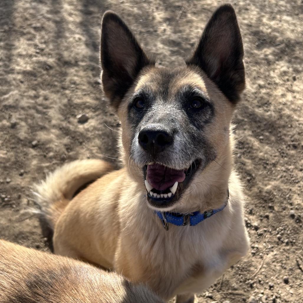 A senior medium-sized female Yellow / Tan / Blond / Fawn Mixed Breed dog named Vamp for adoption in Flagstaff, AZ
