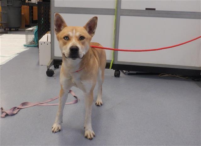 Leela Waffles photo 1