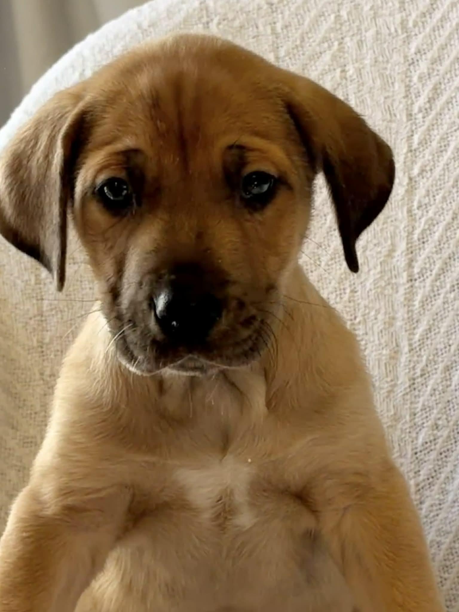 Eddie The Shepherd Mix