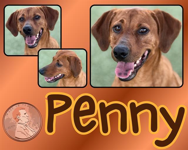 Penny